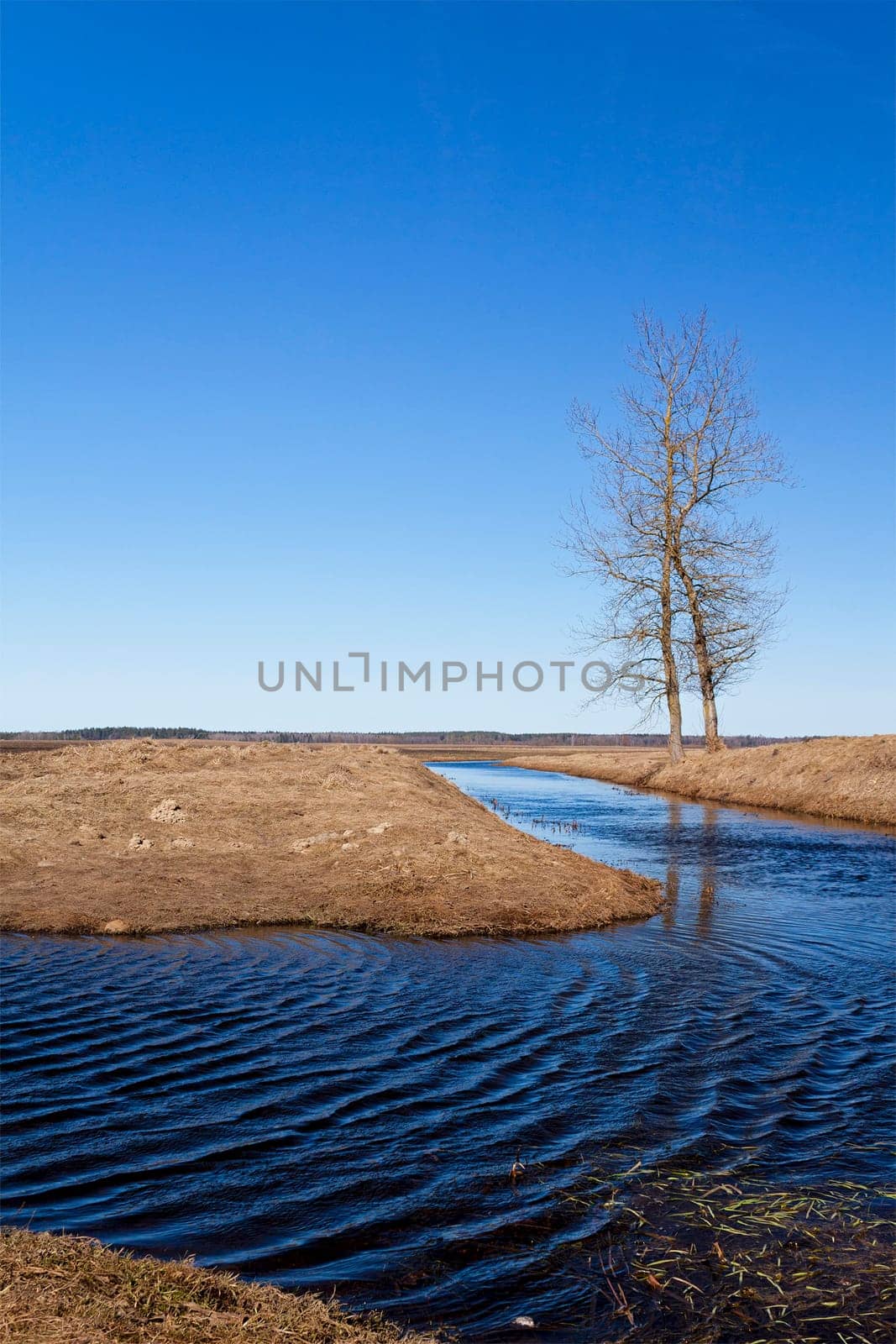 small river in the field - shore grows lonely tree. Autumn.