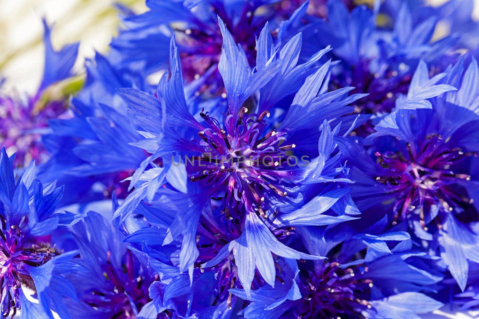 the cornflower of blue color photographed by a close up