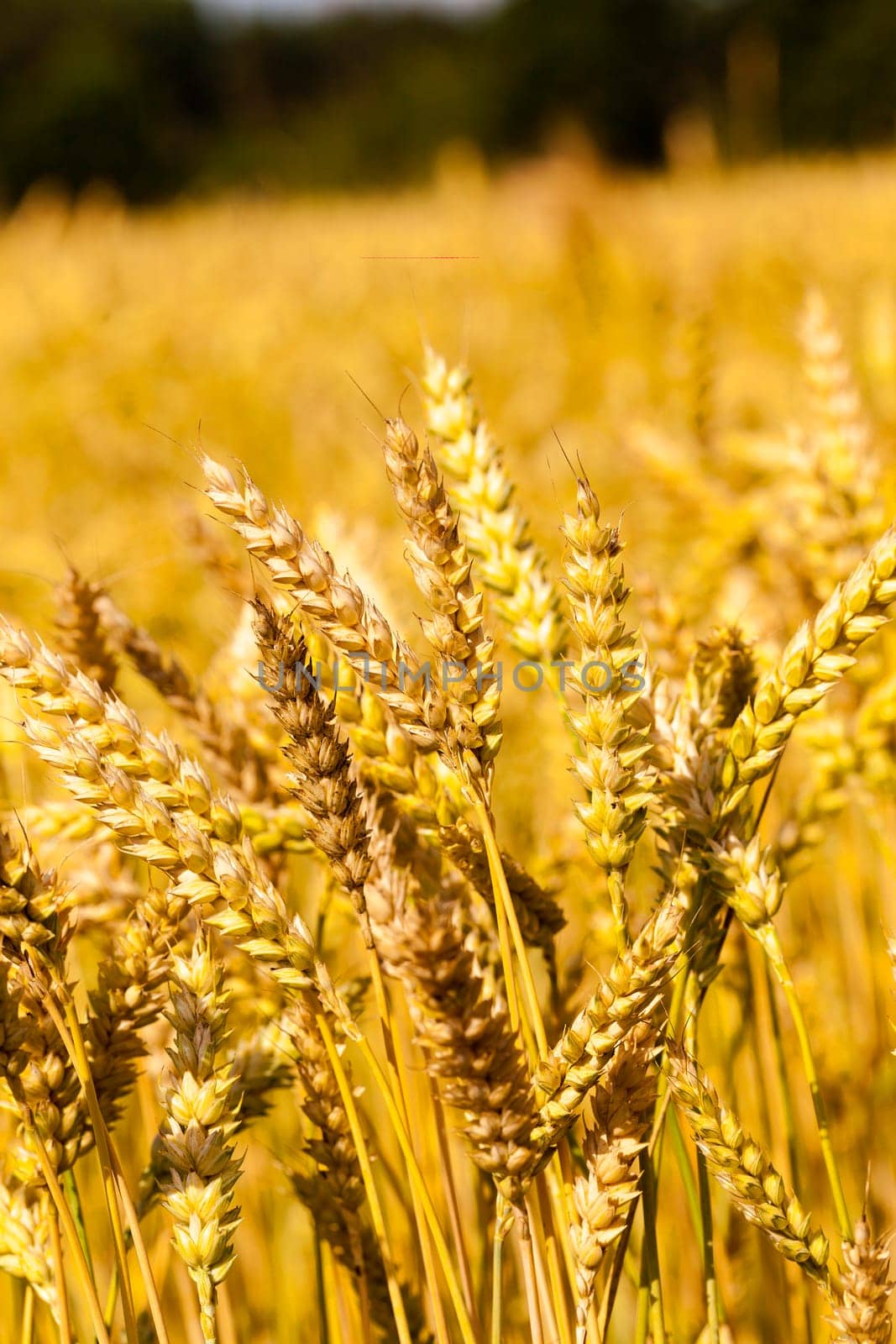 an agricultural field on which grow up cereals