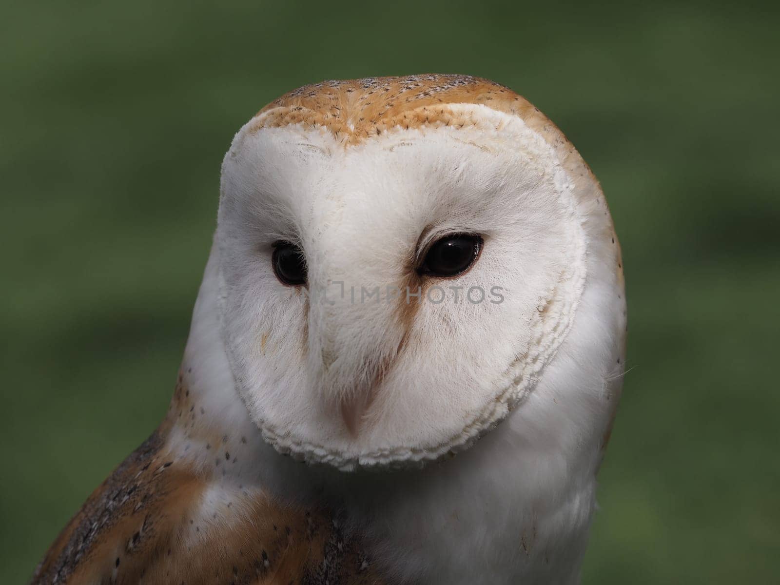 barn owl