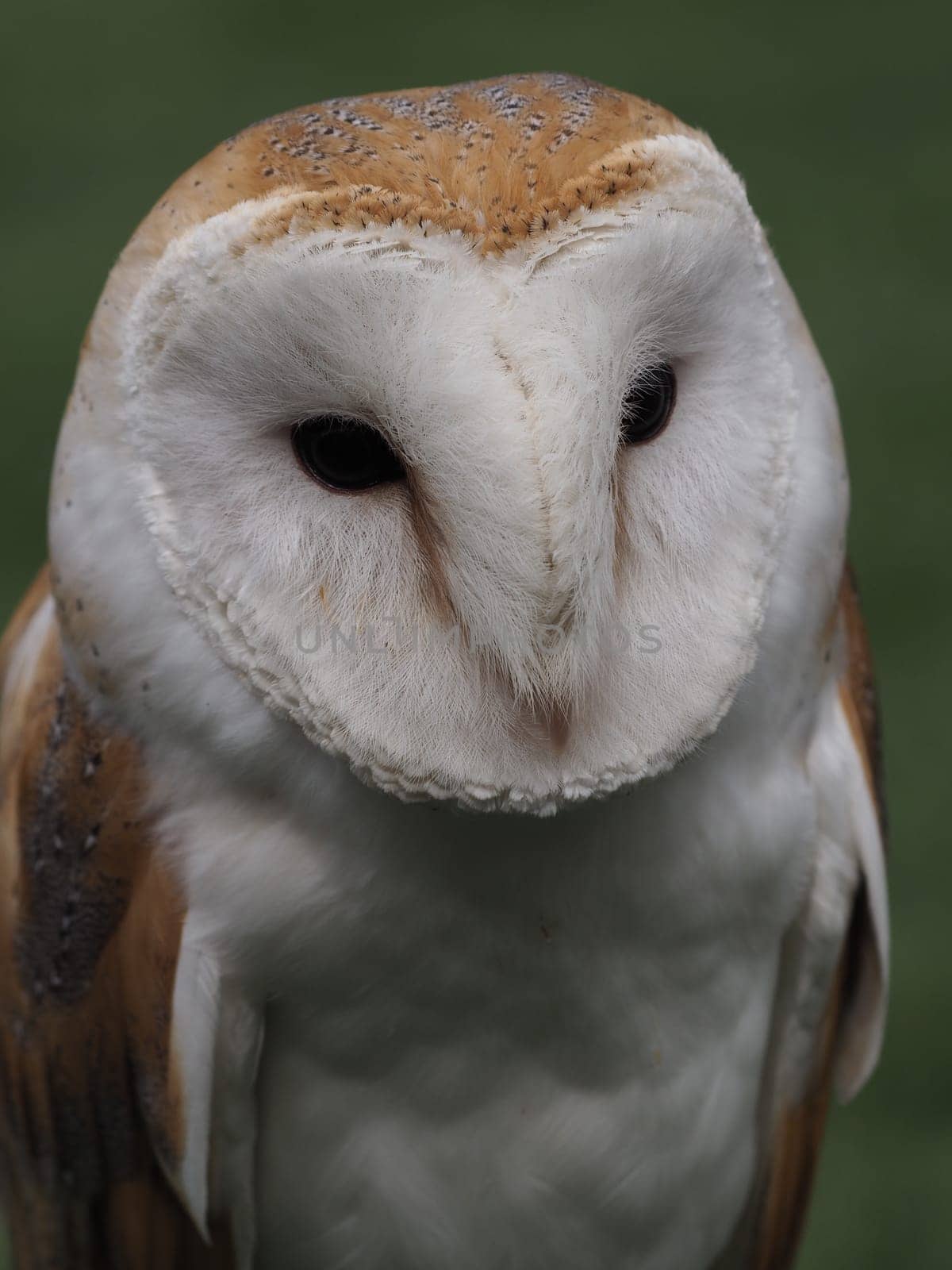 barn owl