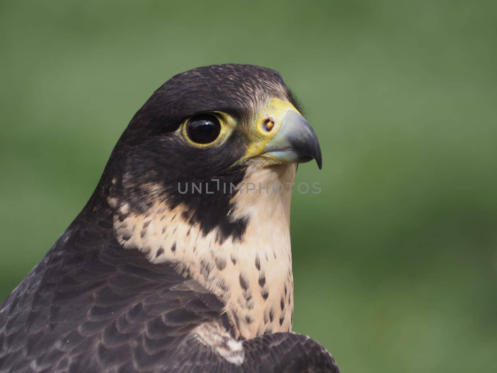 peregrine falcon