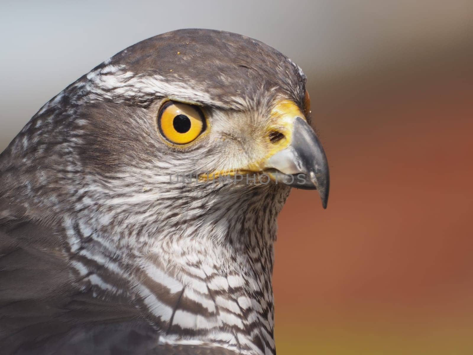 hawk