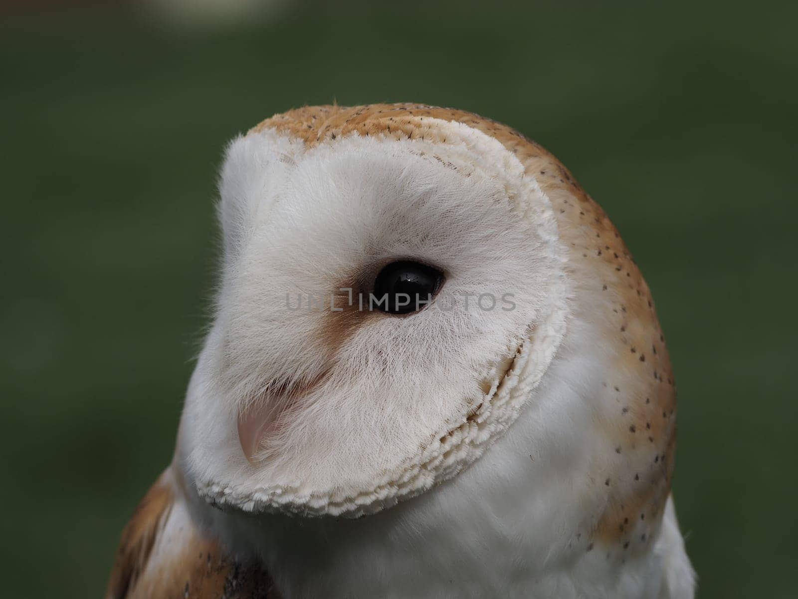 barn owl