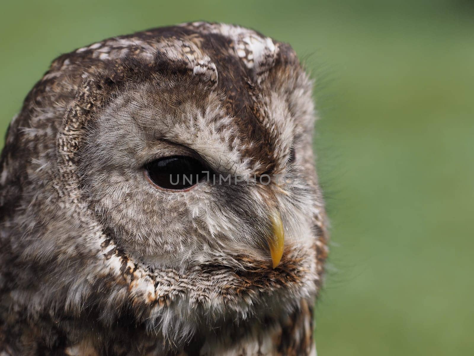 tawny owl