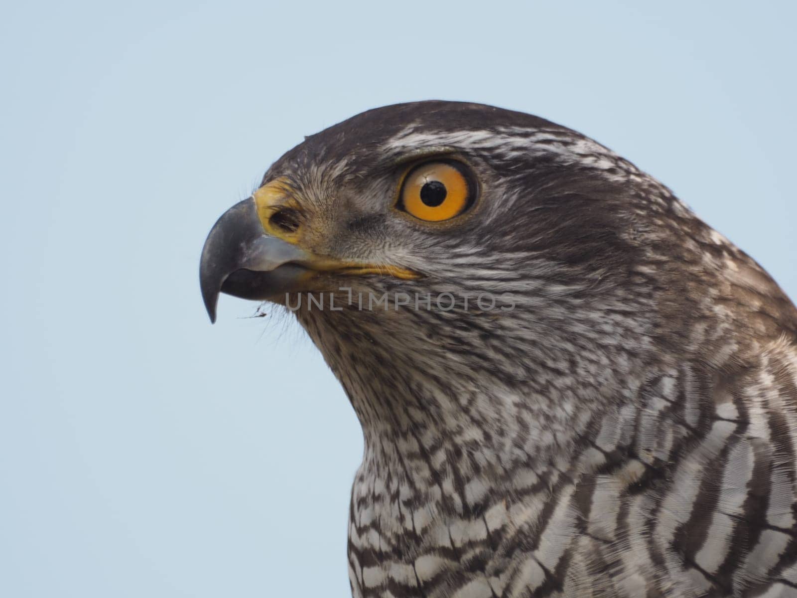 hawk