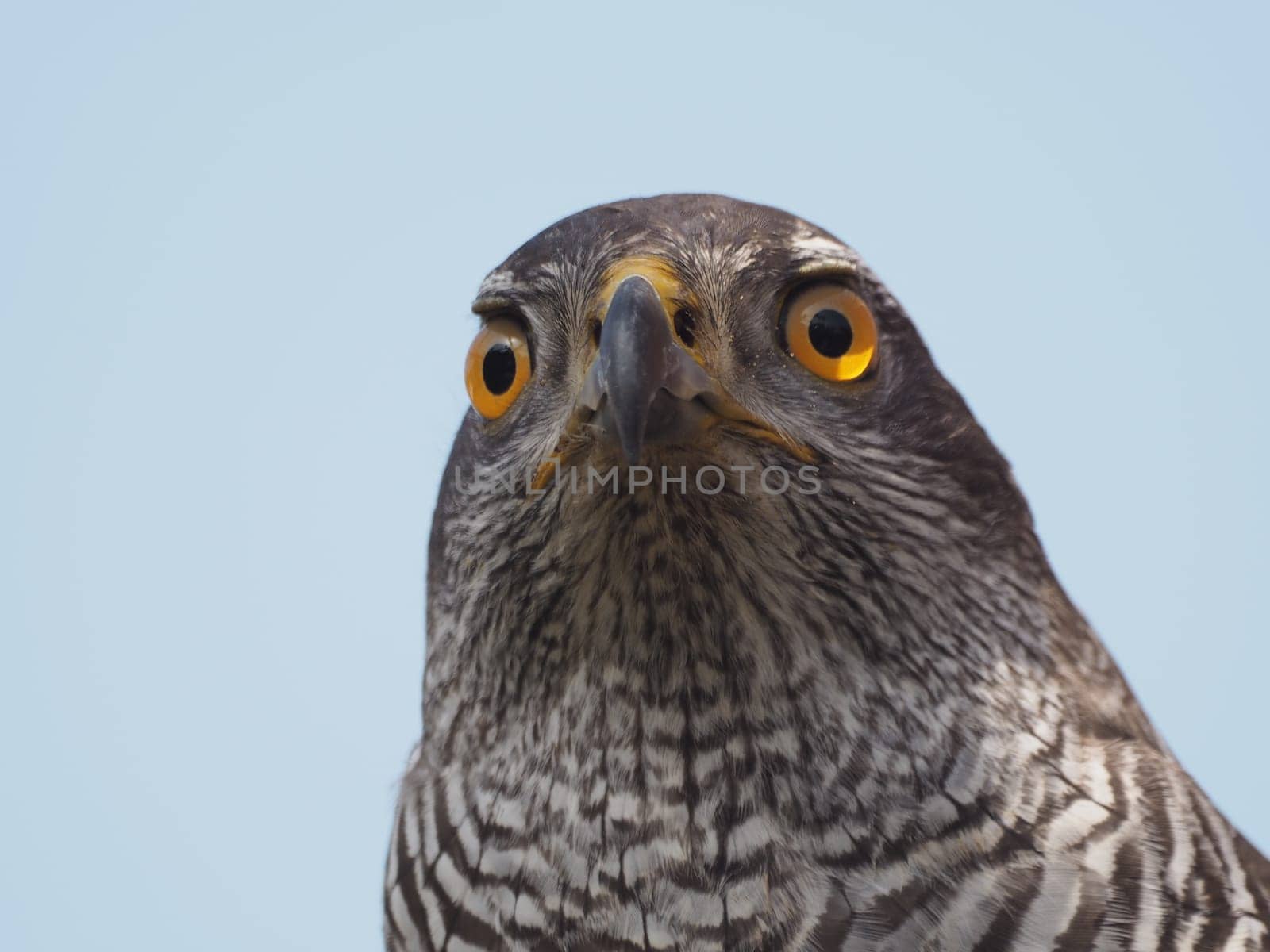 hawk