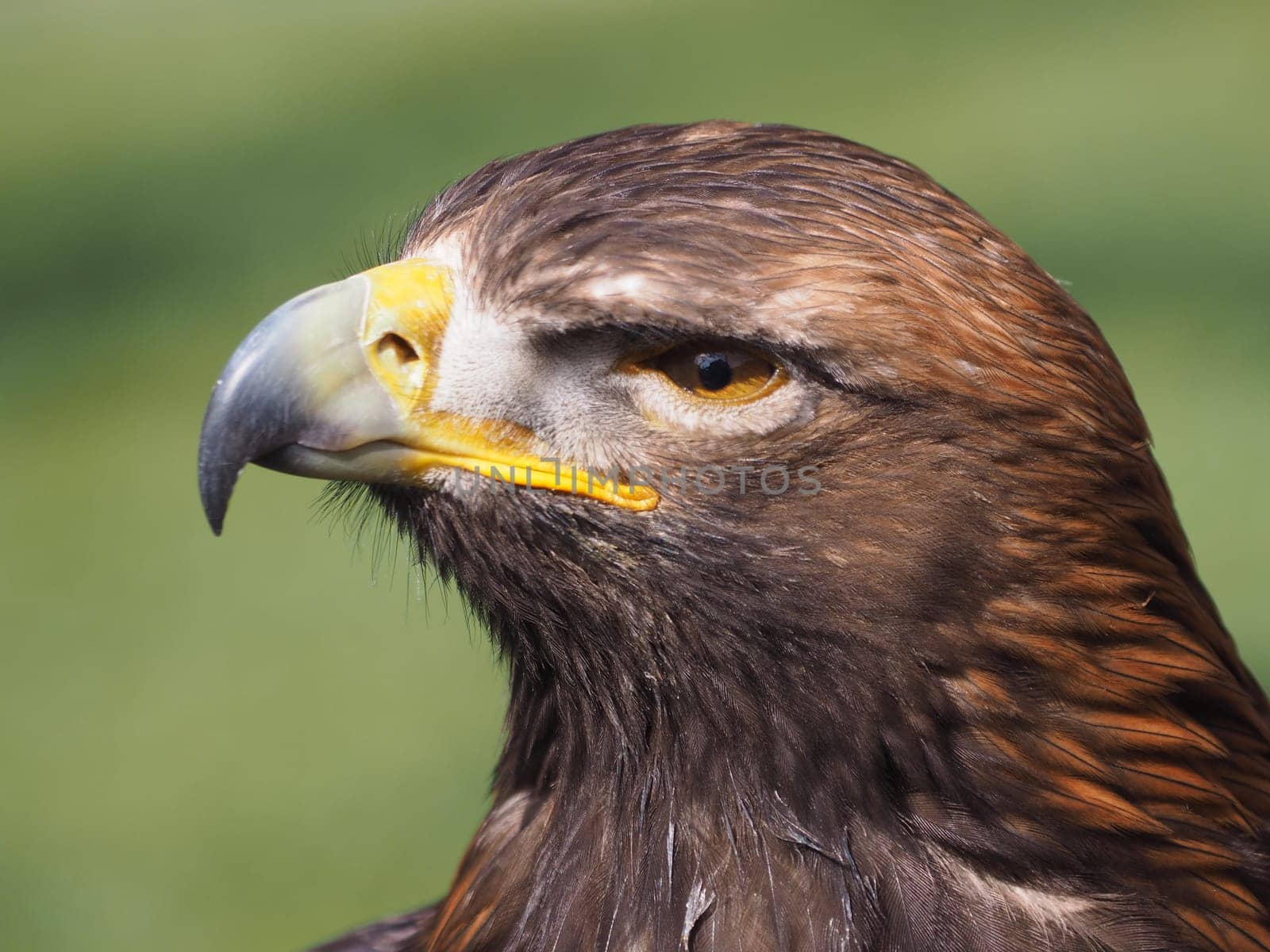 golden eagle
