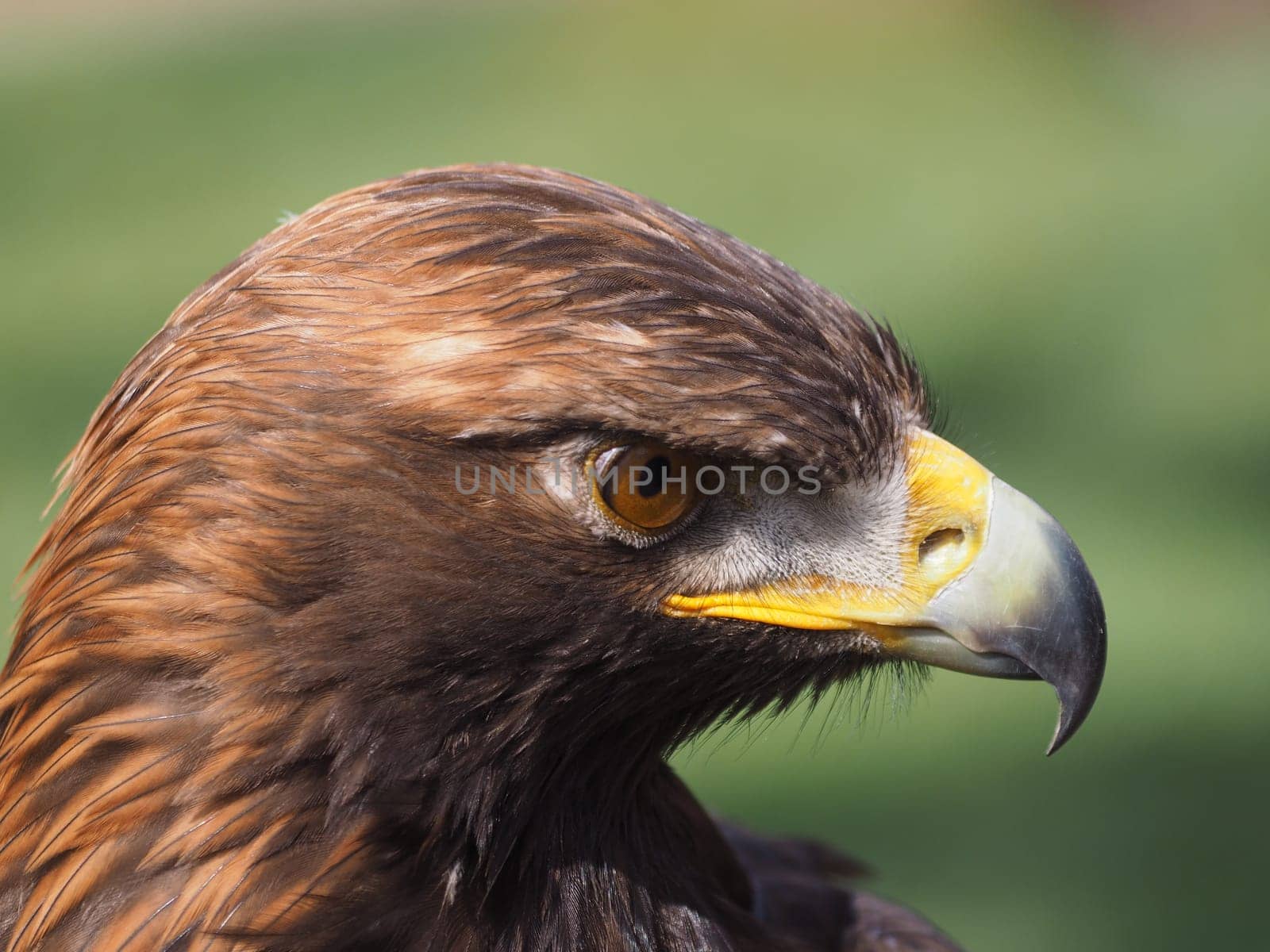 golden eagle