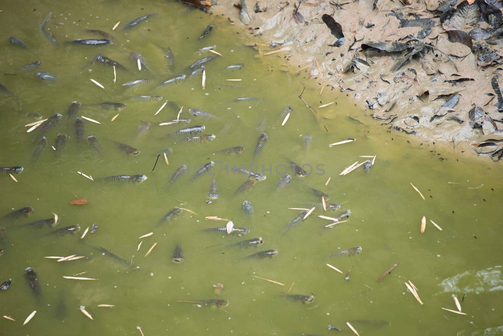 fishes in the drought water