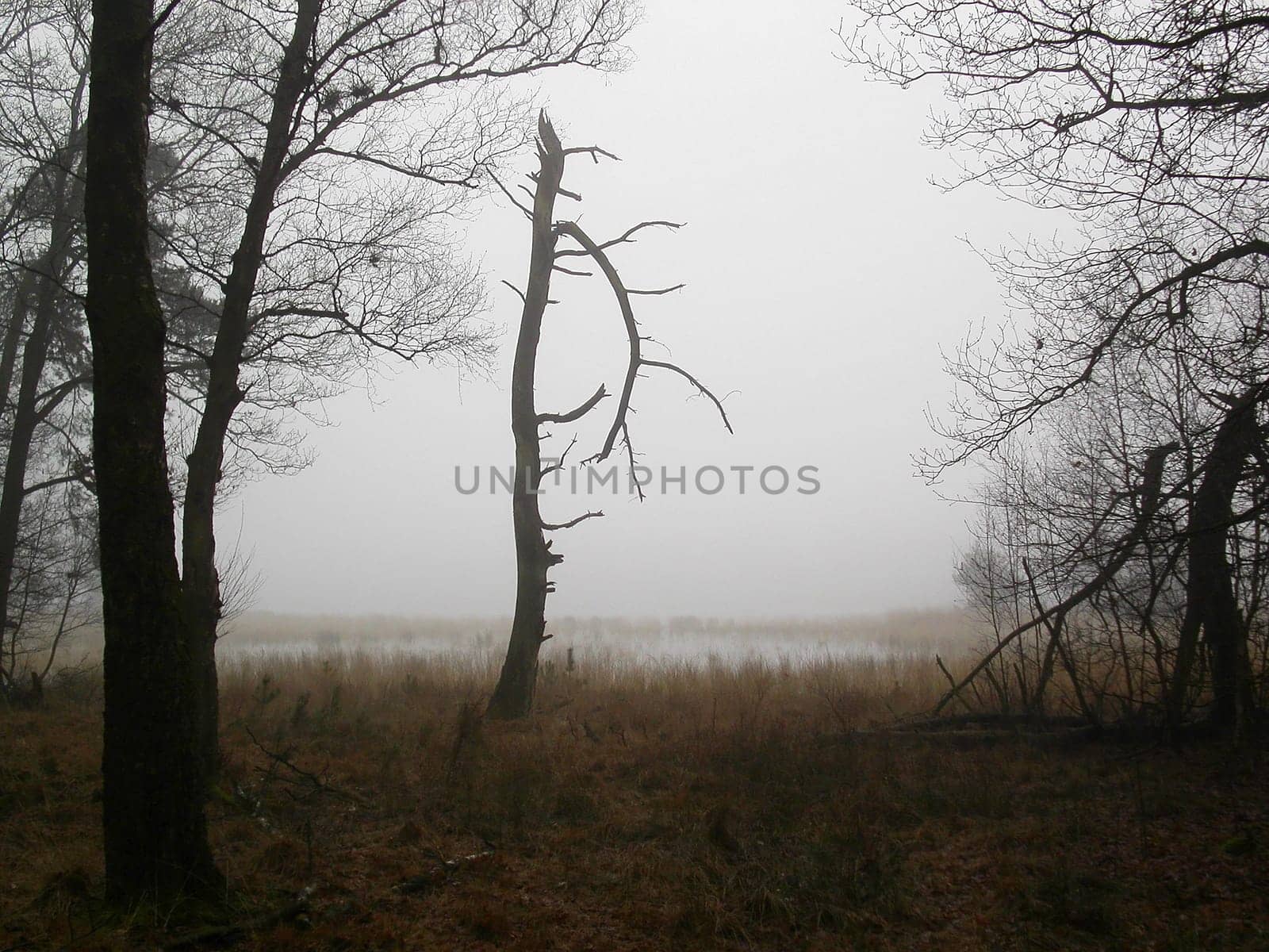 Spooky misty morning above a lake in Holland