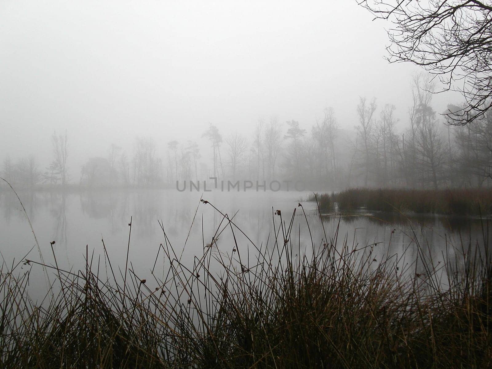 Spooky misty morning above a lake in Holland