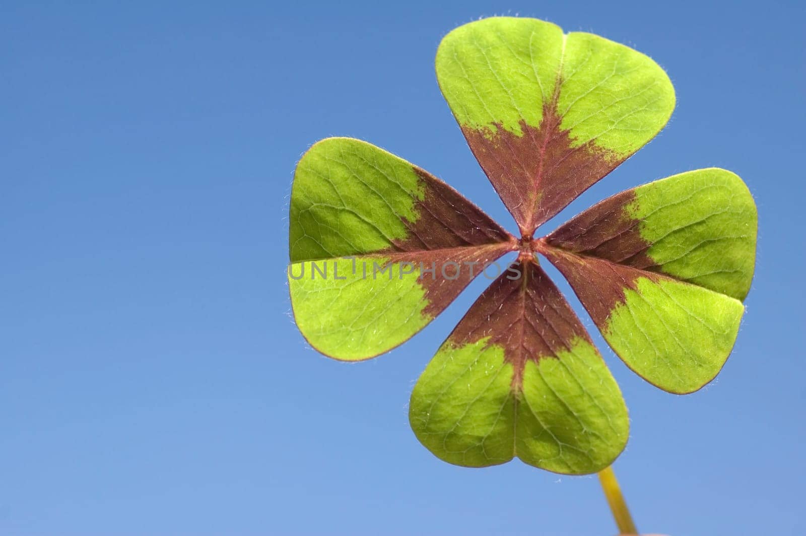 Four leave clover with blue background on a sunny day.