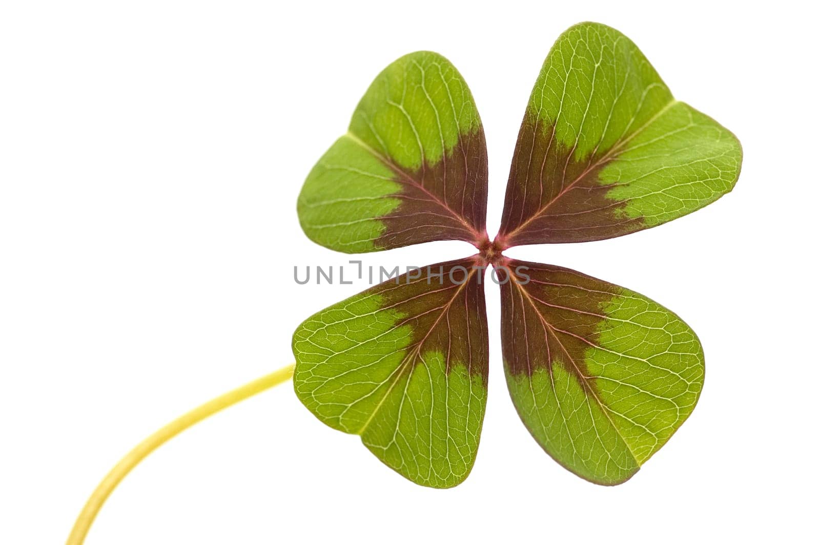 Isolated four leave clover