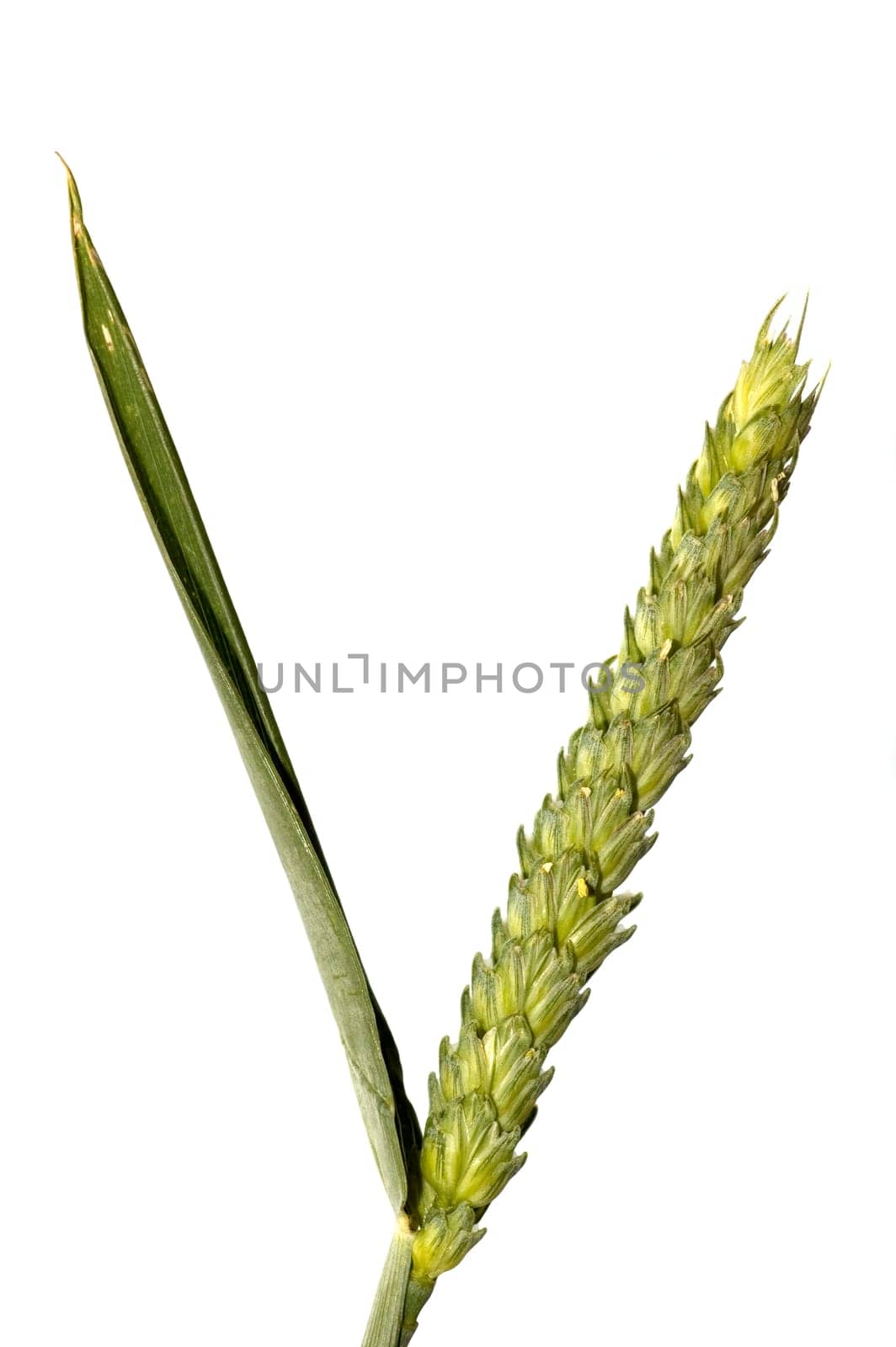 Grain wheat isolated on white background.