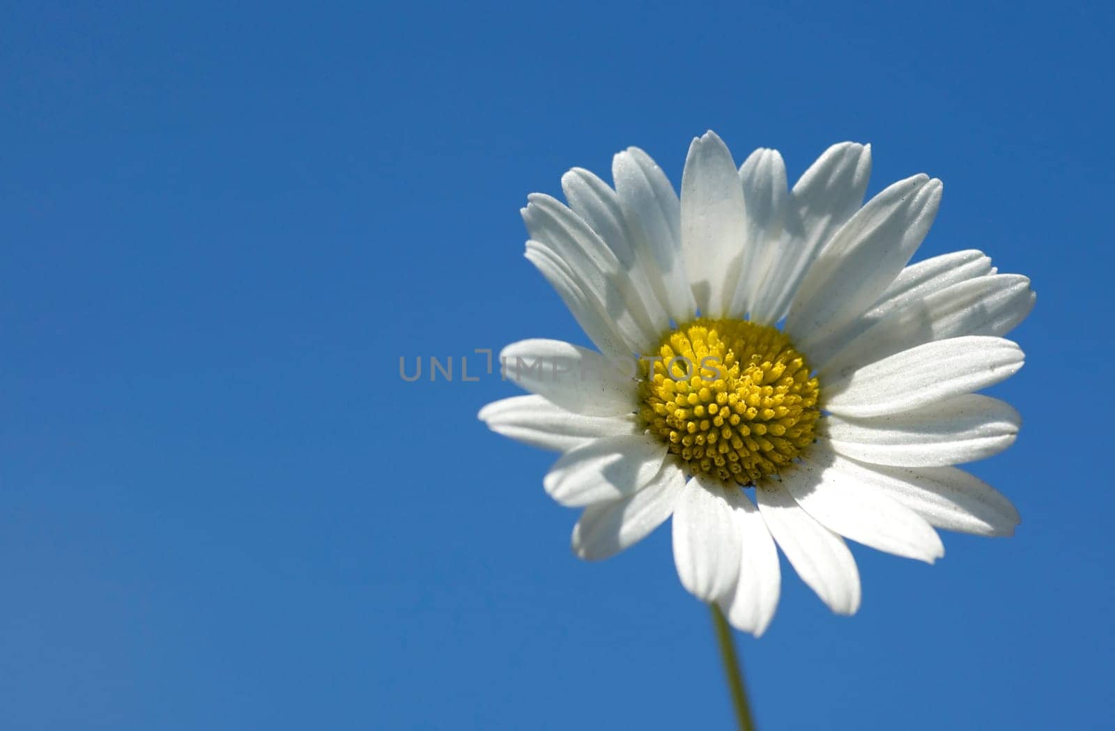Daisy on blue background