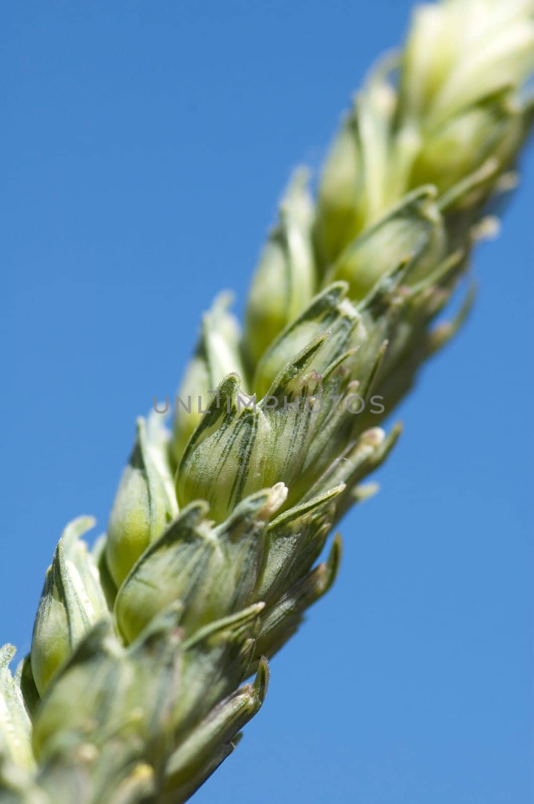 Extreme closeup of grain wheat, focus in the middle. On blue background.