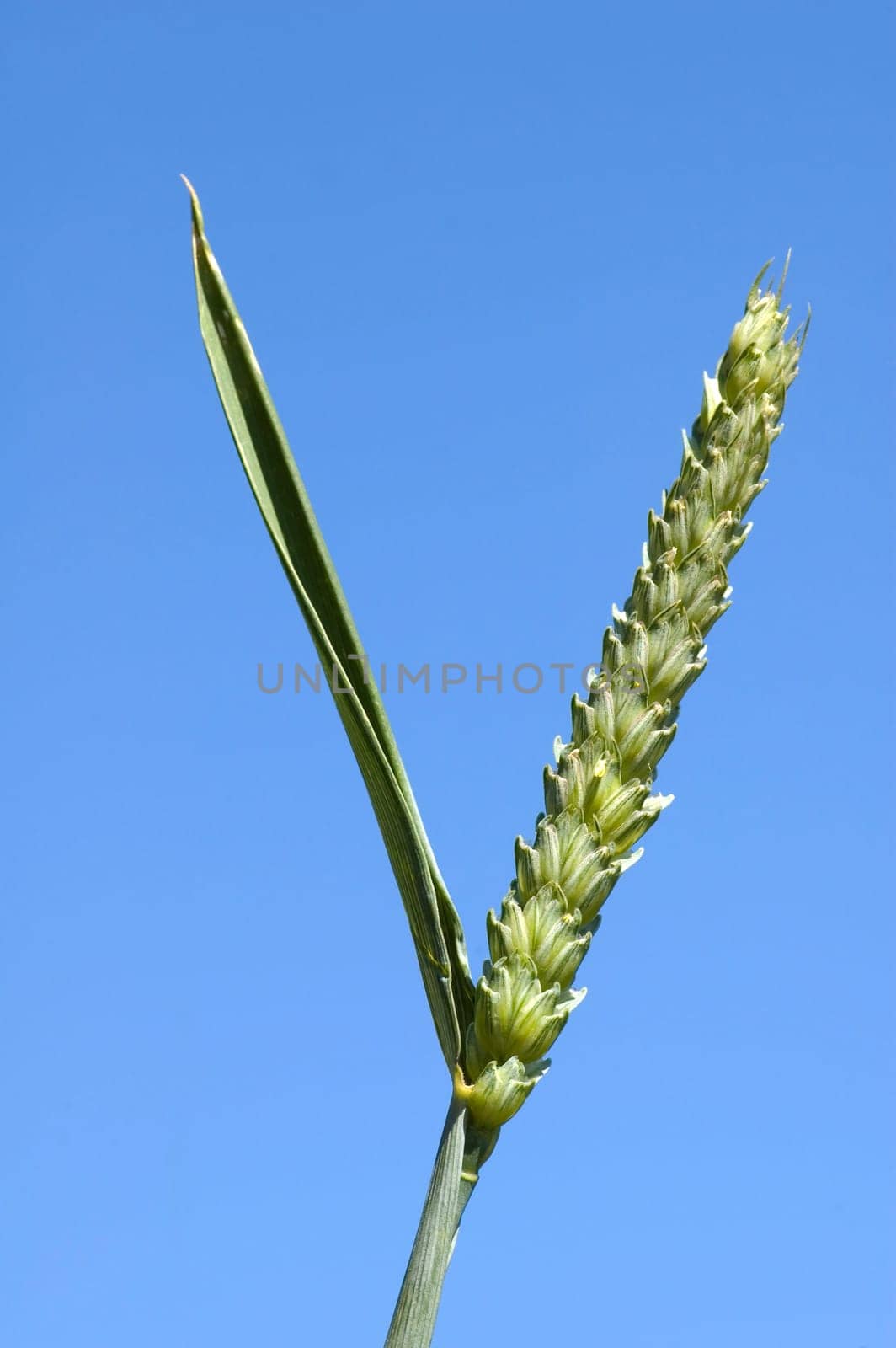 Grain wheat isolated on a blue sky.