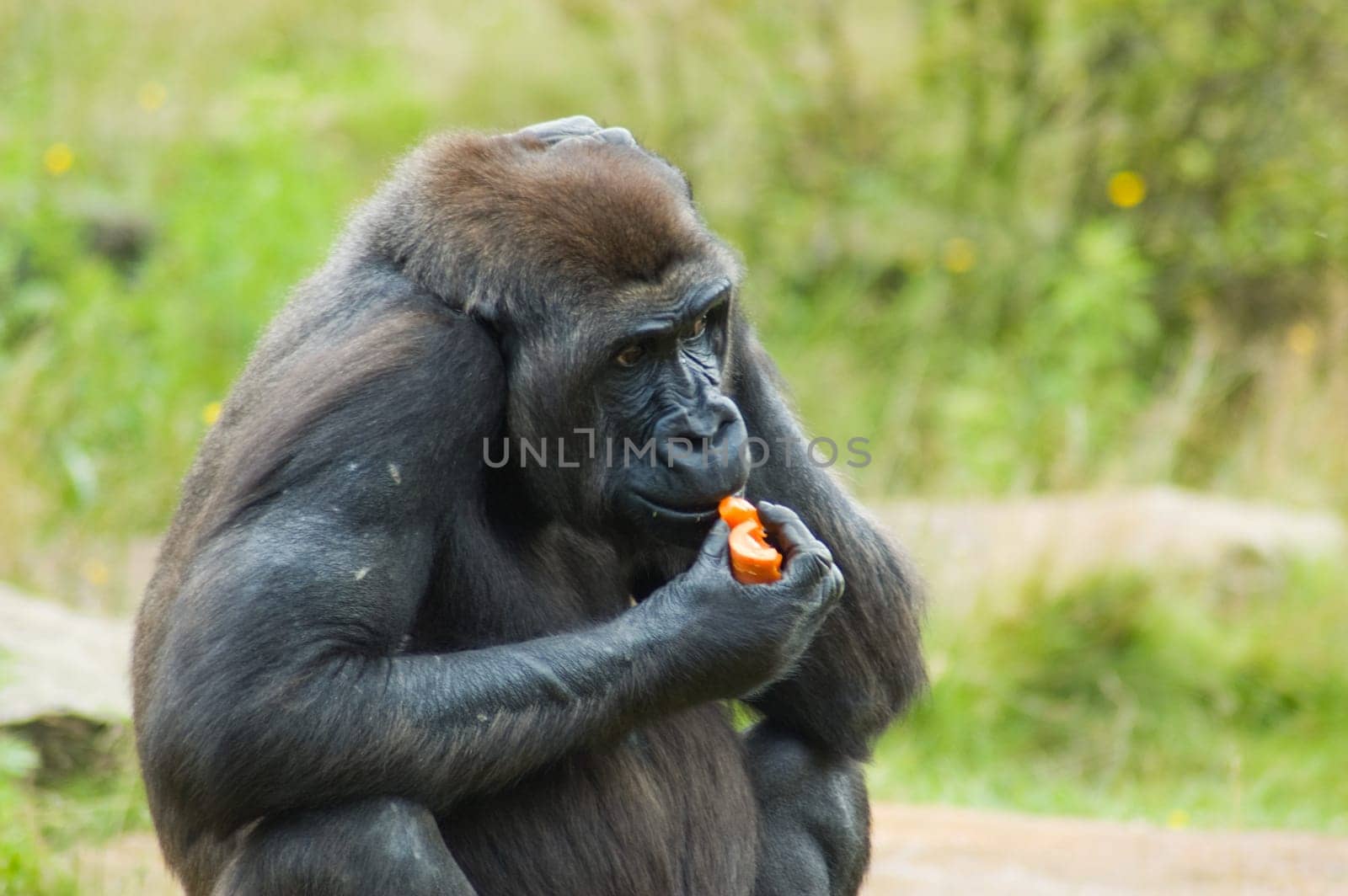 A gorilla acting in a wildlife environment