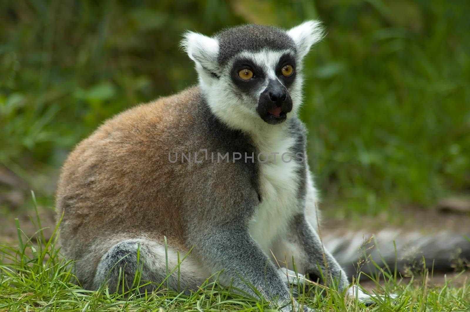 Lemur catta looking shocked, as if he has seen something terrible.