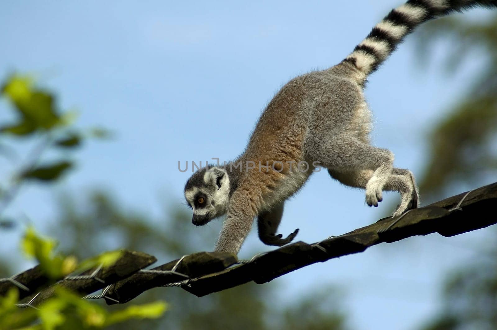 Lemur catta climbing against a blue sky.