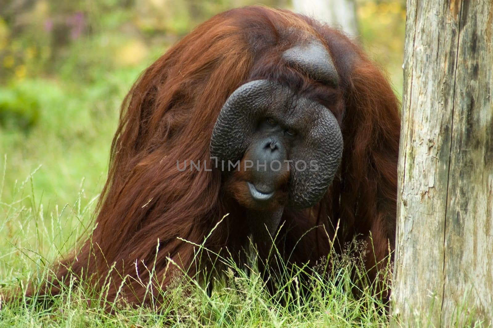 Orang oetan looking at you, he is very big, watch out!