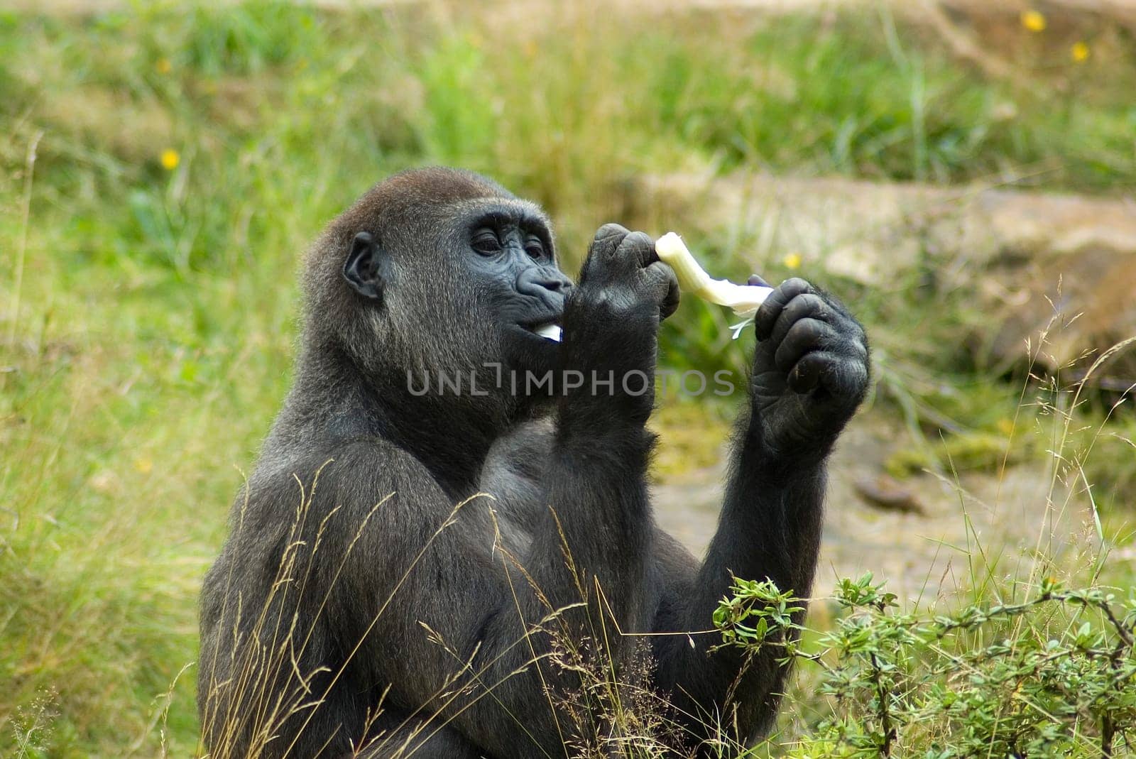 Gorilla enjoying his meal, sitting relaxed in the grass.