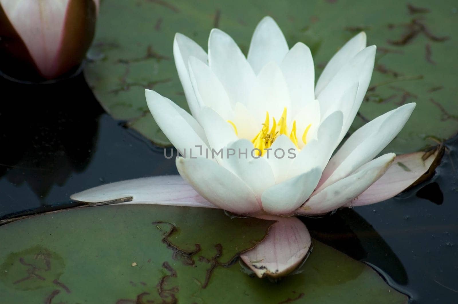 Beautiful water lilly in a pool.