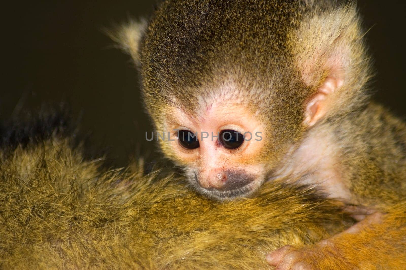 Just born squirrel monkey resting on it's mom.
