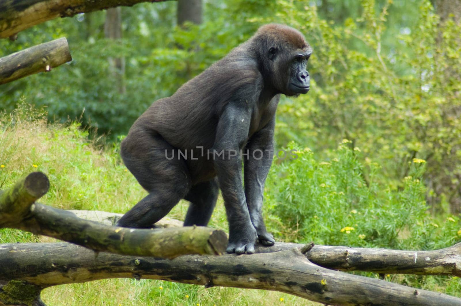 A gorilla acting in a wildlife environment
