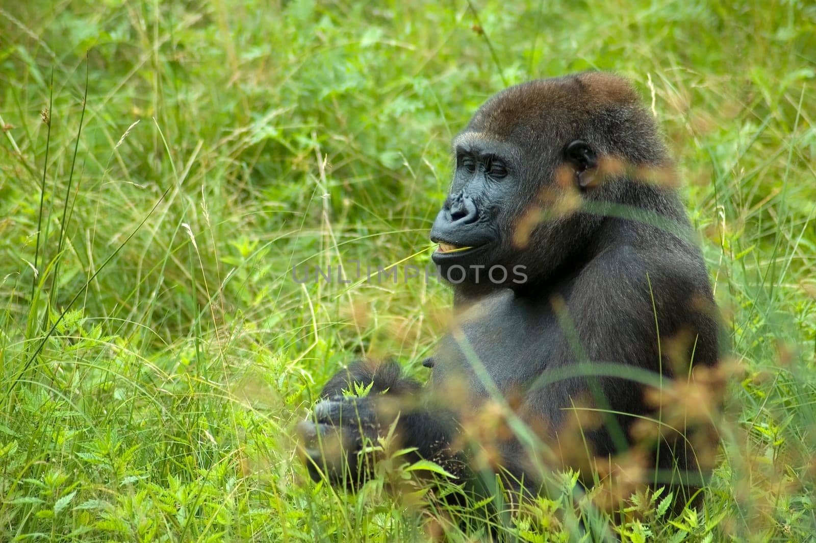 Gorilla eating or playing with a stroke of grass in his mouth.