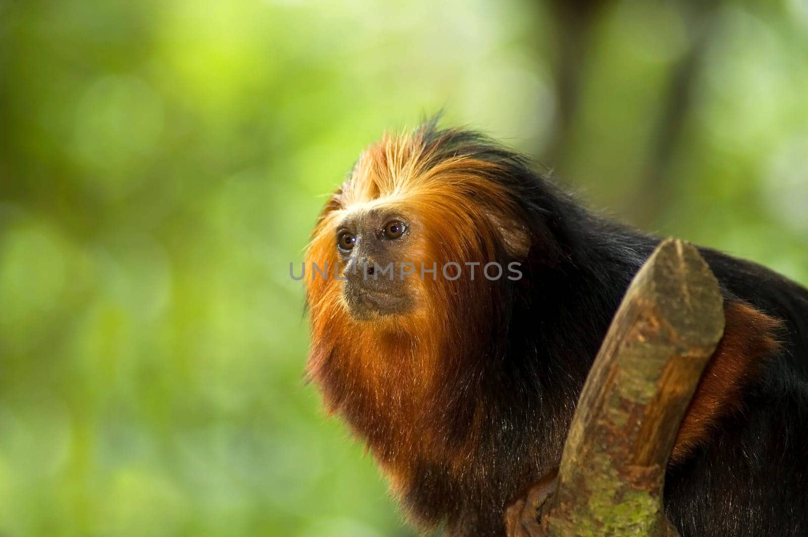 Golden-headed Lion Tamarin looking away.
