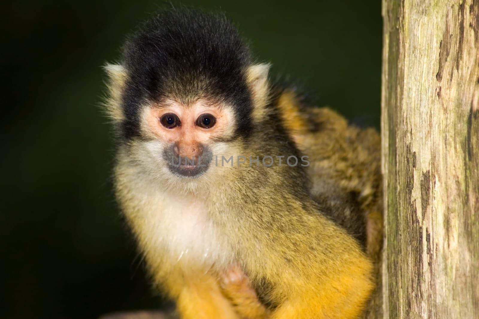Little squirrel monkey looking at you.