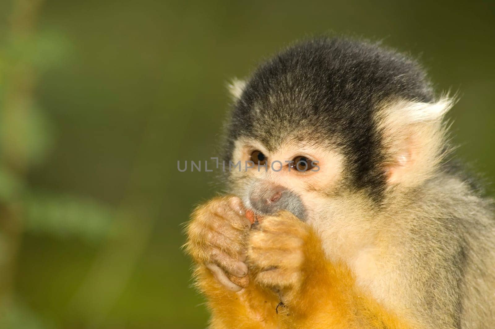 Little squirrel monkey eating something.
