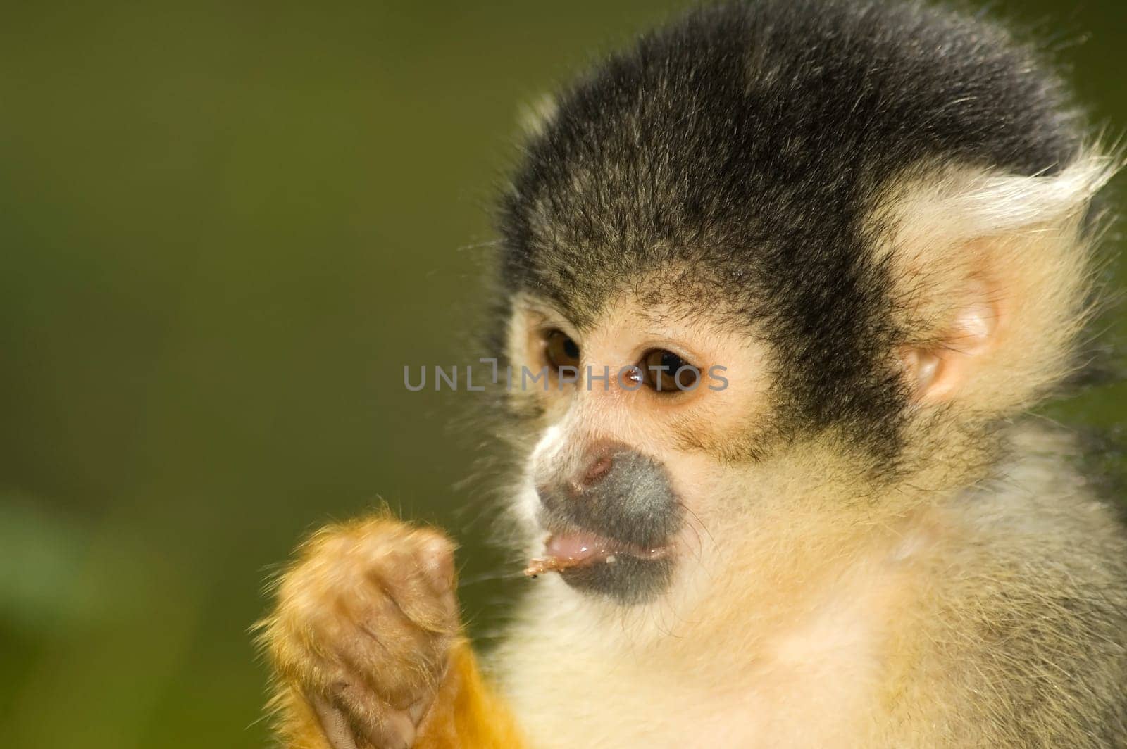 Squirrel monkey eating from a small leave.