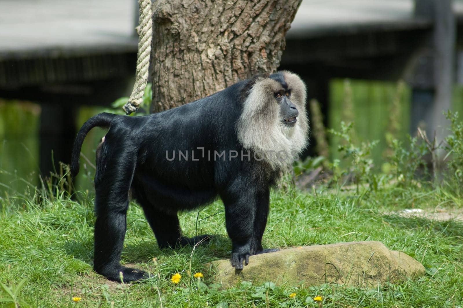 Cool ape standing on a rock
