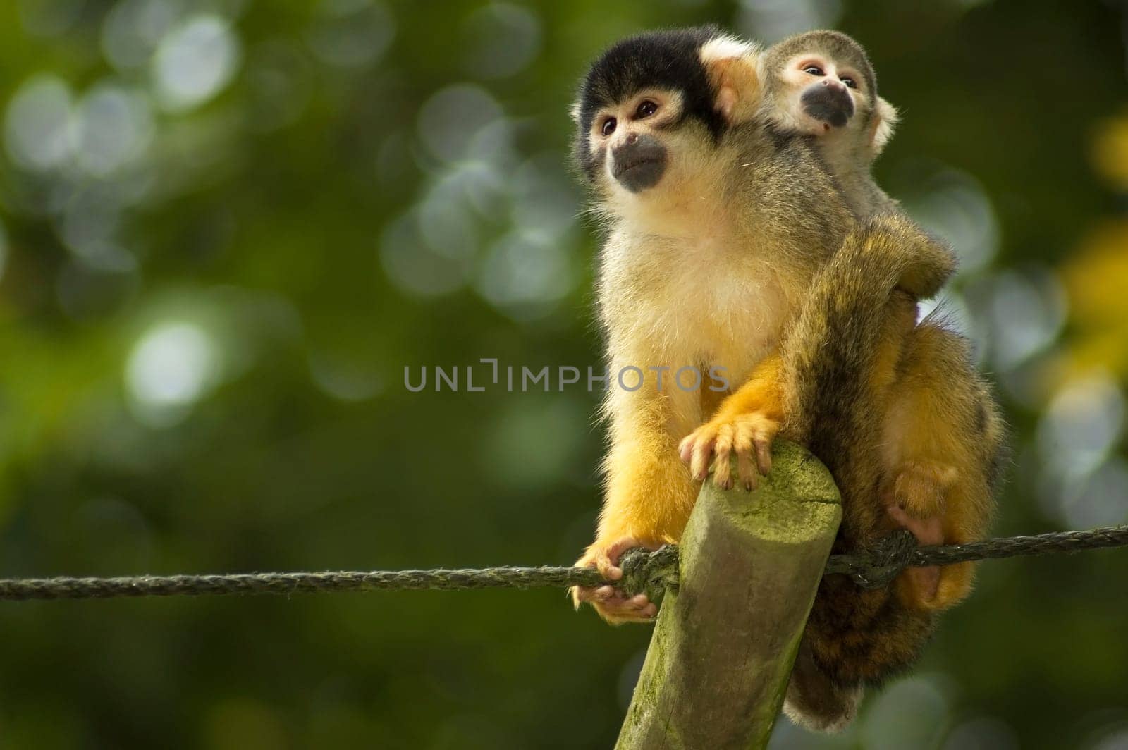 A mom and baby squirrel monkeys sitting and looking.
