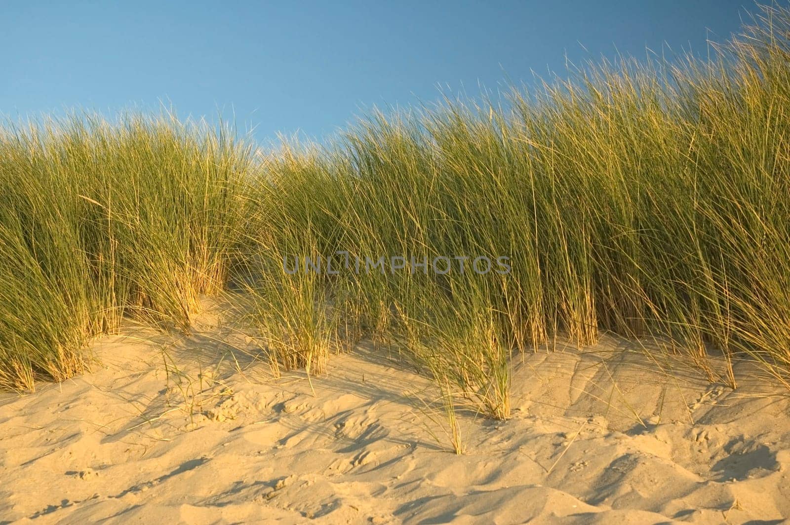 Closeup of the Dutch dunes late in the evening.