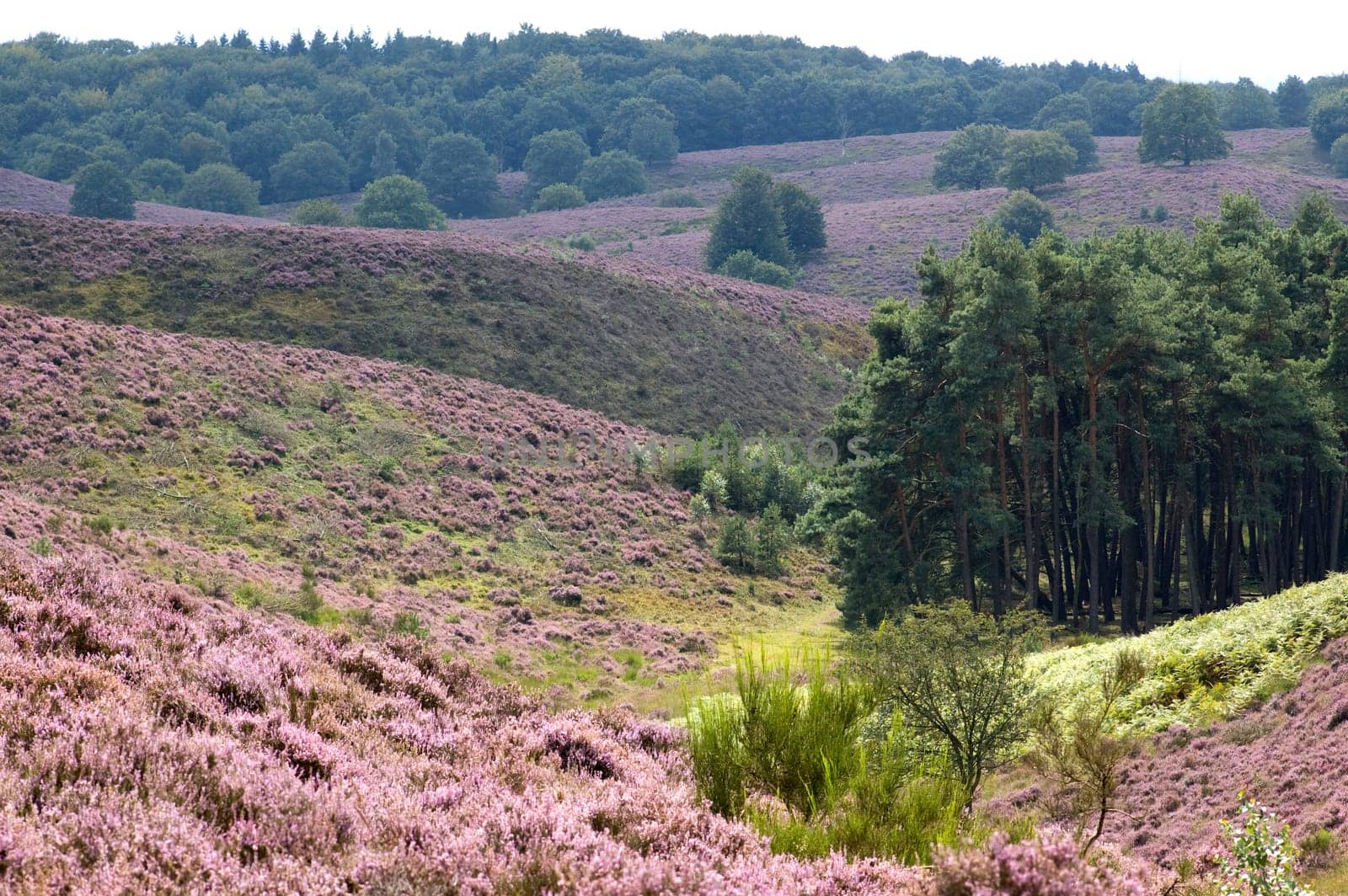 Beautiful, colorful landscape picture with purple heather.