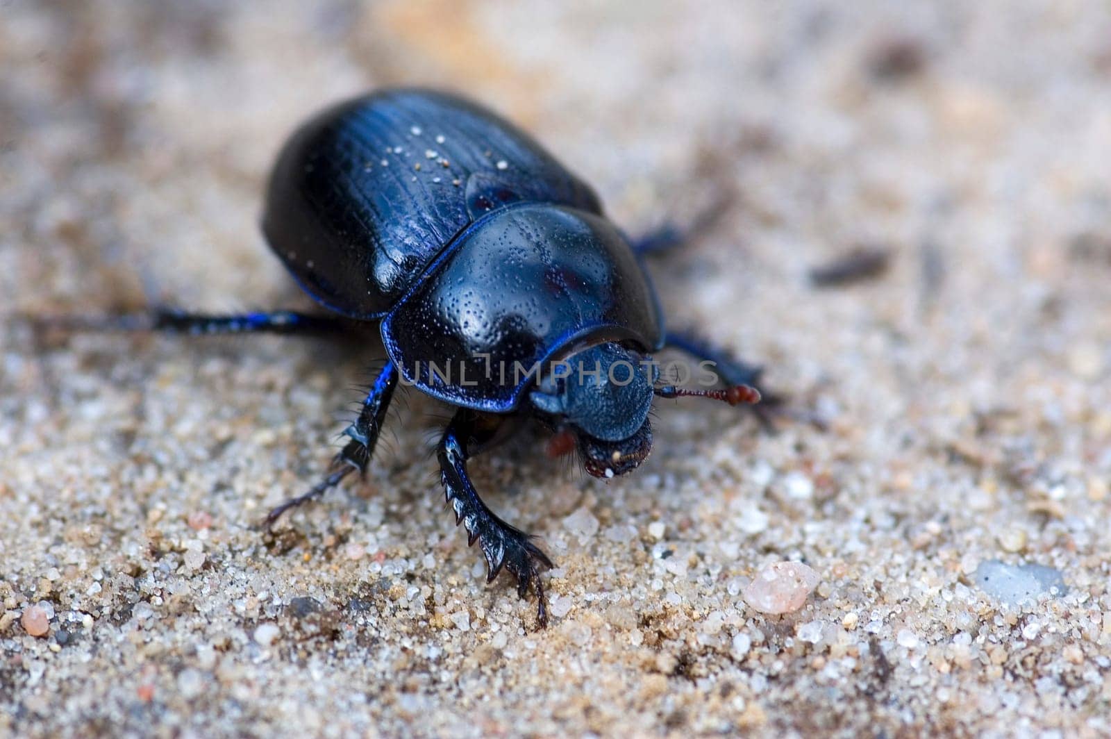 Blue bloody-nosed beetle sitting on sandy rocks. Macro picture with shallow DOF.