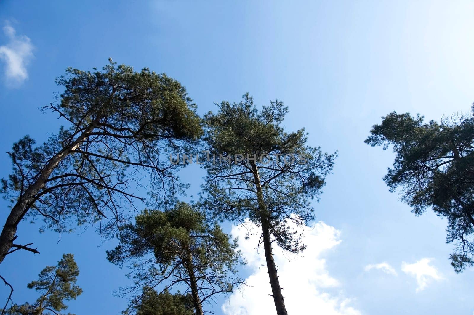 Couple of trees against a blue sky and clouds.