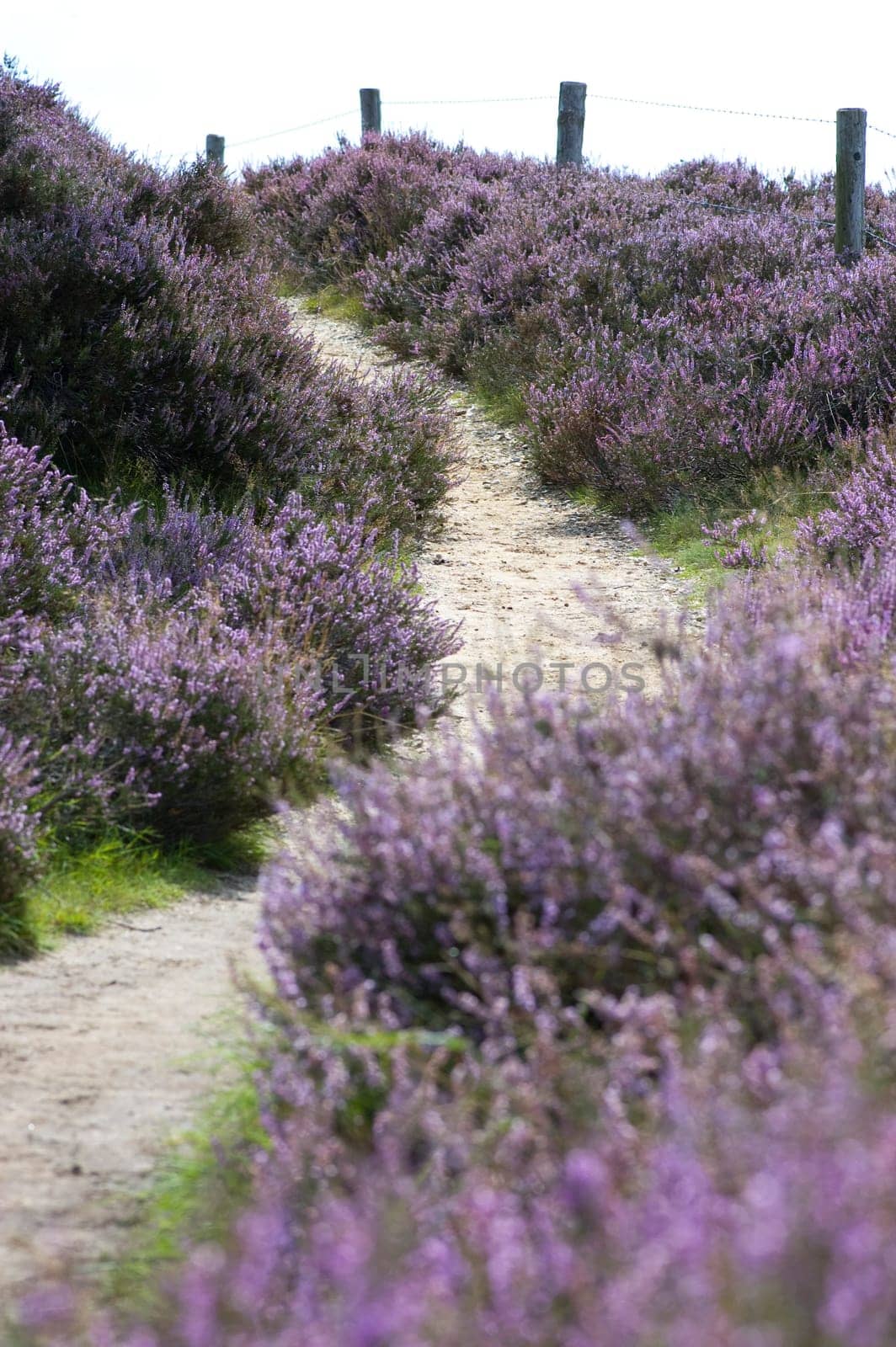 Path leading up through the heather, focus on the 2nd part of the path.