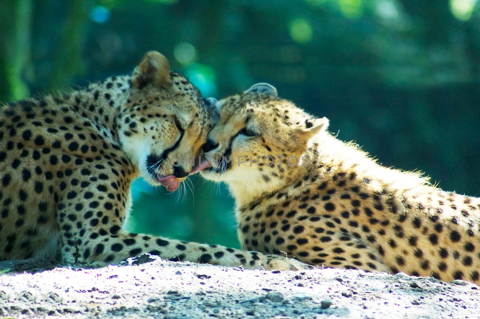 Loving lion couple lying in the sun.