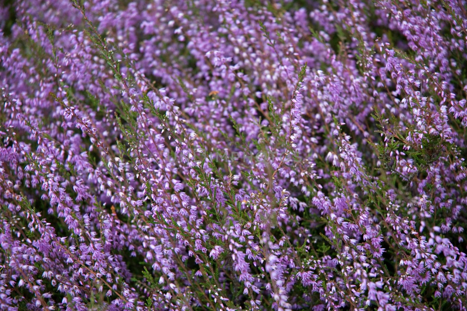 Beautiful heather in august, placed diagonally.