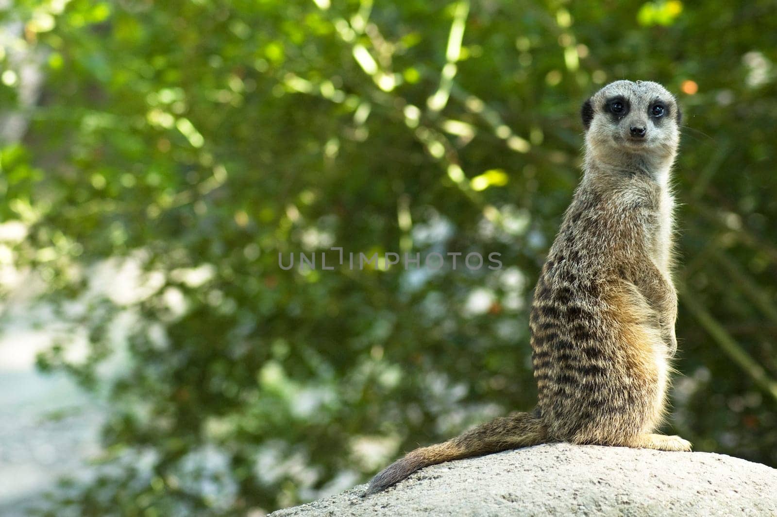 Meerkat looking at you, standing on a rock.