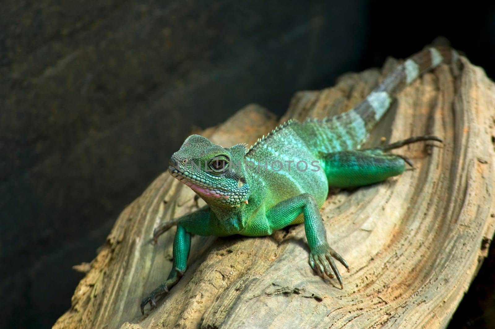 Lizard resting on a branch of wood.