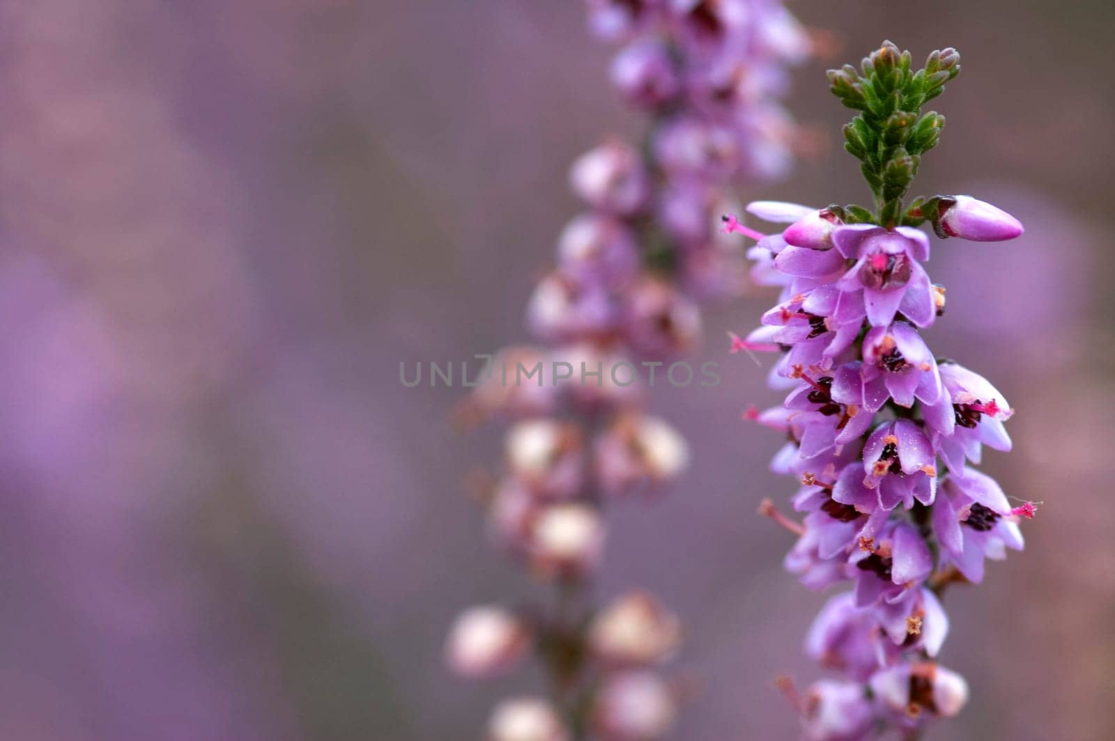 Macro picture of a part of heather.