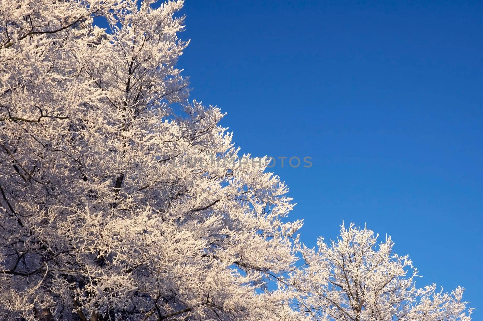 Tree with hoarfrost againt a blue sky. Blue can be used as copy space.