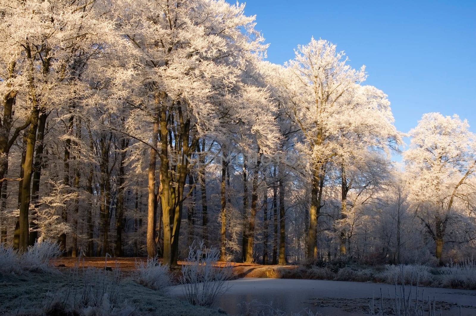 Nice winter scenic. Forest with hoarfrost on the trees, lake and grass against a blue sky.