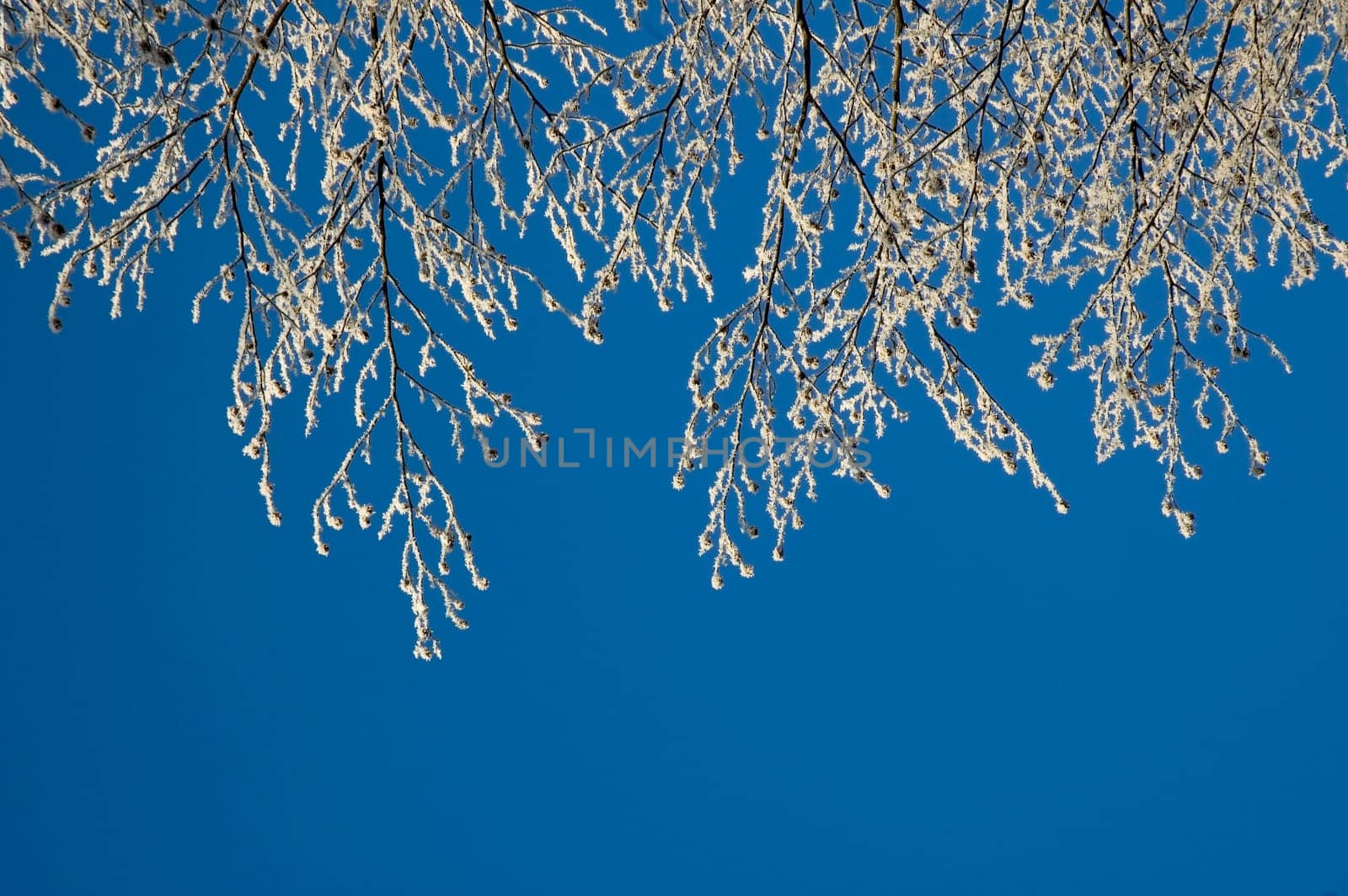 Couple of tree twigs with hoarfrost against blue sky, to be used as copy space.